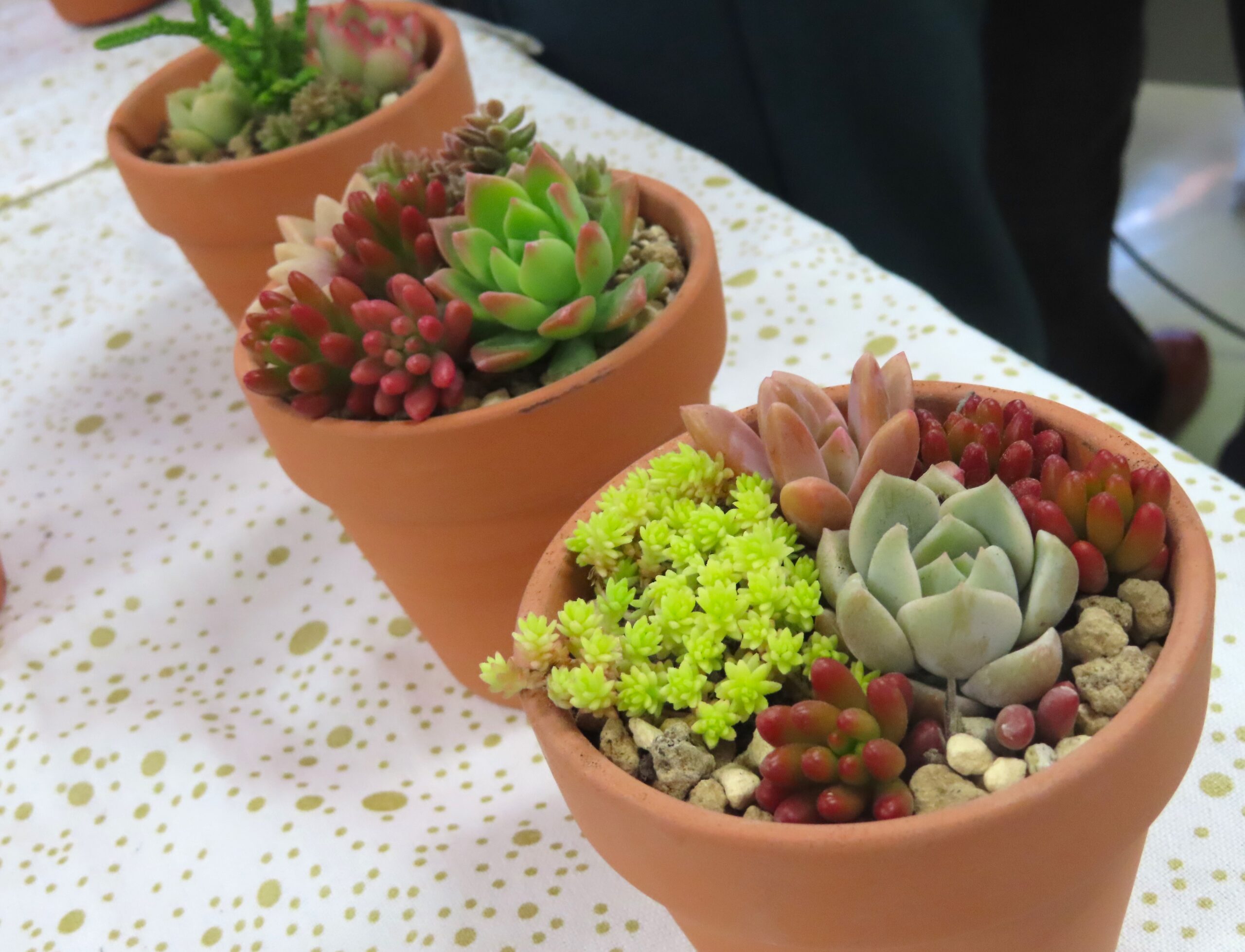 多肉植物の寄せ植え講座 第1回『グリーンマルシェ』実施しました